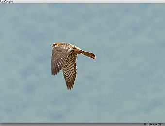 Animali 082